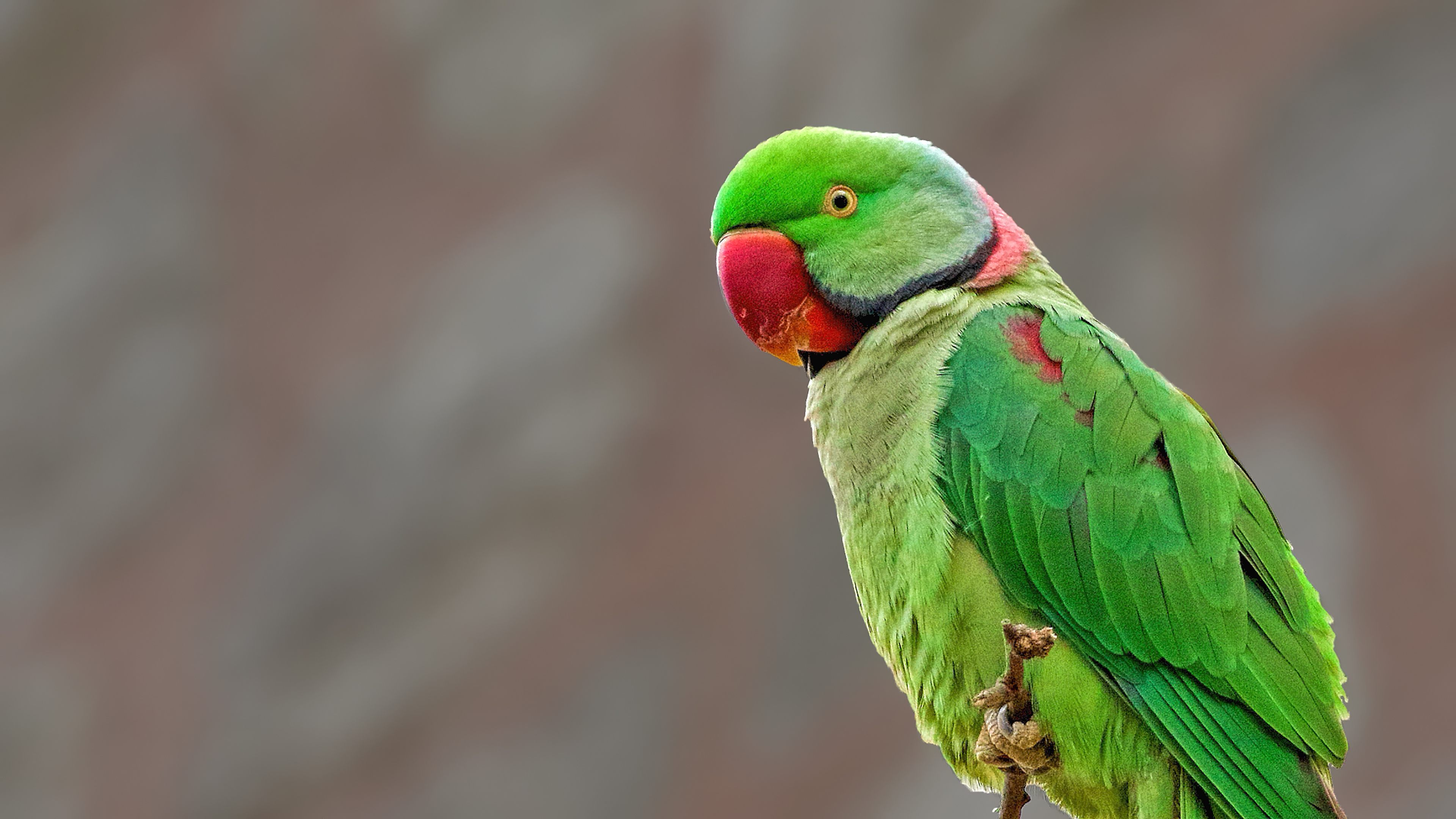 Alexandrine Parakeet